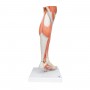 Muscles de la jambe (partie inférieure), version luxe, en 3 