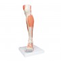 Muscles de la jambe (partie inférieure), version luxe, en 3 