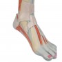 Muscles de la jambe (partie inférieure), version luxe, en 3 