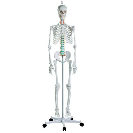Squelette didactique OSCAR