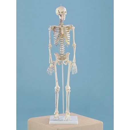 Squelette miniature Daniel Erler Zimmer