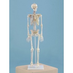 Squelette miniature Daniel Erler Zimmer