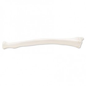 Radius, droite 