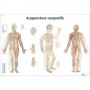 Planche anatomique Acupuncture corporelle 