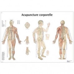 Planche anatomique Acupuncture corporelle 