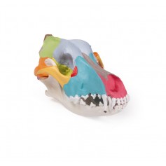 Crâne de chien avec peinture didactique - Erler Zimmer