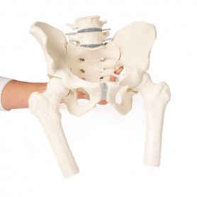 Bassin d homme avec sacrum, 2 vertèbres lombaires et cuisse - Erler Zimmer