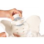 Bassin d homme avec sacrum, 2 vertèbres lombaires et cuisse - Erler Zimmer
