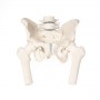 Bassin d homme avec sacrum, 2 vertèbres lombaires et cuisse - Erler Zimmer