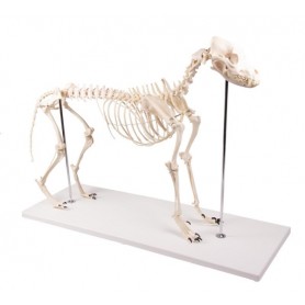Modèle de chien "Olaf", taille naturelle - Erler Zimmer
