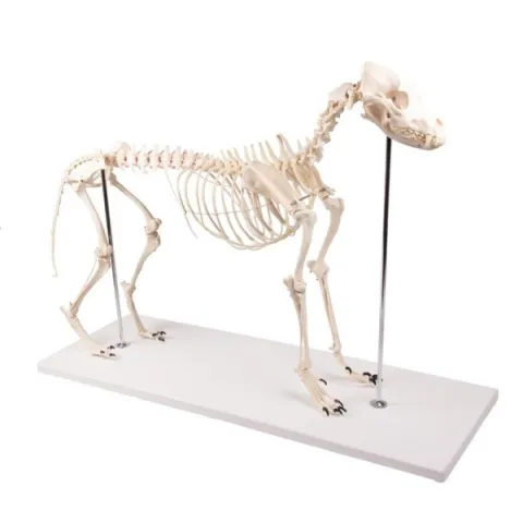 Modèle de chien "Olaf", taille naturelle - Erler Zimmer
