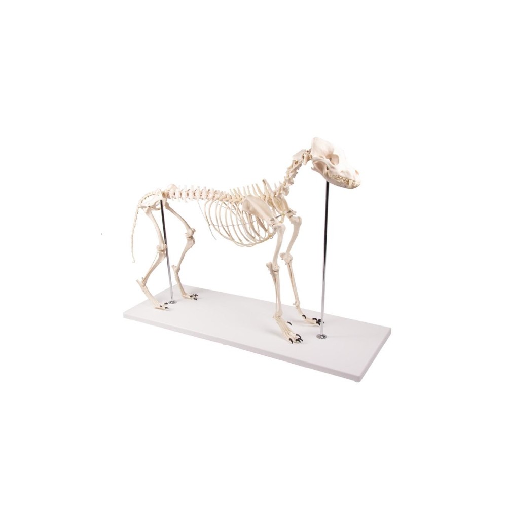 modèles anatomiques vétérinaires