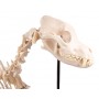 Modèle de chien "Olaf", taille naturelle - Erler Zimmer