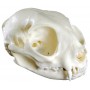 Crâne de chat (Felis catus, réplique) - Erler Zimmer