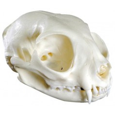 Crâne de chat (Felis catus, réplique) - Erler Zimmer