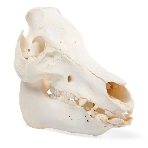 Crâne de porc (Sus scrofa domesticus), femelle, modèle préparé - 3B Scientific