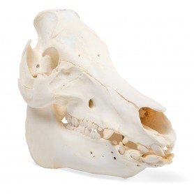 Crâne de porc (Sus scrofa domesticus), femelle, modèle préparé - 3B Scientific
