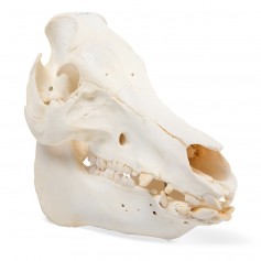Crâne de porc (Sus scrofa domesticus), femelle, modèle préparé - 3B Scientific