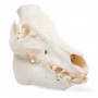 Crâne de porc (Sus scrofa domesticus), femelle, modèle préparé - 3B Scientific