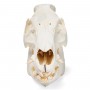 Crâne de porc (Sus scrofa domesticus), femelle, modèle préparé - 3B Scientific