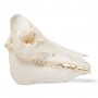 Crâne de porc (Sus scrofa domesticus), femelle, modèle préparé - 3B Scientific