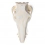 Crâne de porc (Sus scrofa domesticus), femelle, modèle préparé - 3B Scientific