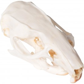 Crâne de rat (Rattus rattus), modèle préparé - 3B Scientific