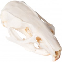 Crâne de rat (Rattus rattus), modèle préparé - 3B Scientific