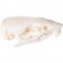 Crâne de rat (Rattus rattus), modèle préparé - 3B Scientific
