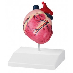 coeur de chien taille naturelle - Erler Zimmer