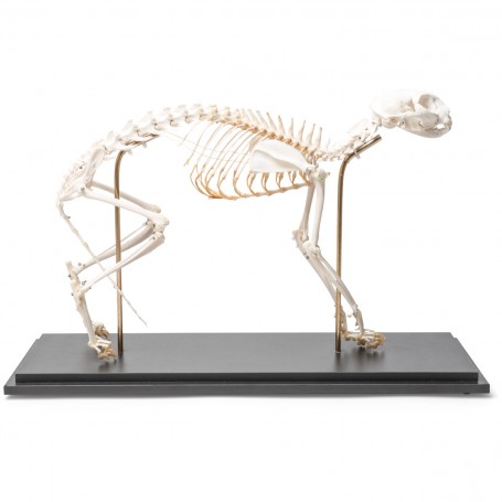 Squelette de chat (Felis catus), modèle préparé, assemblage articulé