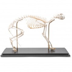 Squelette de chat (Felis catus), modèle préparé - 3B Scientific