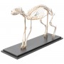 Squelette de chat (Felis catus), modèle préparé, assemblage articulé