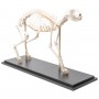 Squelette de chat (Felis catus), modèle préparé, assemblage articulé