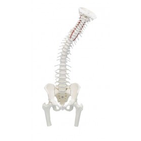 Colonne vertébrale avec bassin et moignons de cuisse sans socle - Erler Zimmer