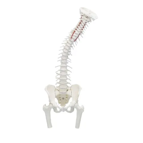 Colonne vertébrale avec bassin et moignons de cuisse sans socle - Erler Zimmer
