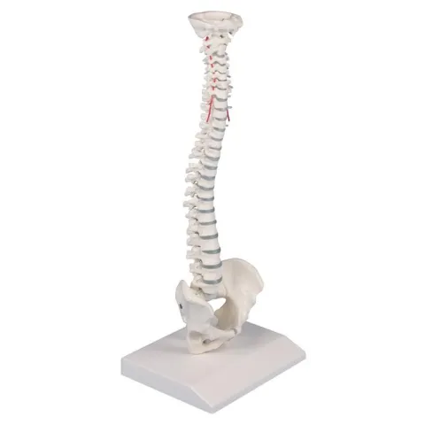 Colonne vertébrale miniature - Erler Zimmer