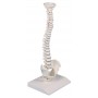 Colonne vertébrale miniature - Erler Zimmer