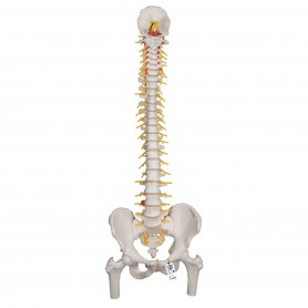 Colonne vertébrale de luxe flexible avec moignons de fémur A58/6