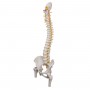 Colonne vertébrale de luxe flexible avec moignons de fémur A58/6