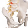 Colonne vertébrale de luxe flexible avec moignons de fémur A58/6