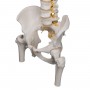 Colonne vertébrale de luxe flexible avec moignons de fémur A58/6