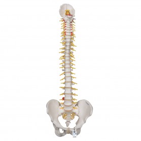 Colonne vertébrale de luxe flexible 