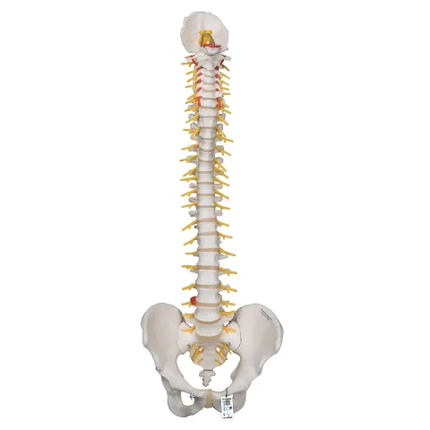 Colonne vertébrale de luxe flexible 