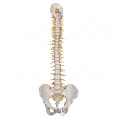 Colonne vertébrale de luxe flexible 