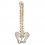 Colonne vertébrale de luxe flexible 