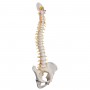 Colonne vertébrale de luxe flexible 