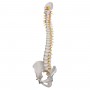 Colonne vertébrale de luxe flexible 