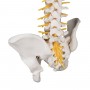 Colonne vertébrale de luxe flexible 
