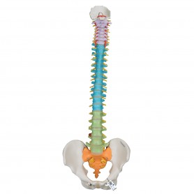 Colonne vertébrale flexible didactique 